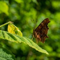 Углокрыльница С-белое... :: Николай Гирш Углокрыльница С-белое... :: Николай Гирш