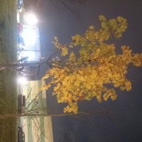 Осень :: Сапсан 