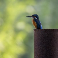 Зимородок. :: Alexander Amromin