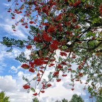 Рябина красная :: Veera V