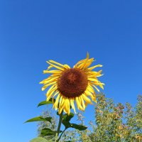 Шалопай :: Любовь Сахарова