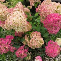 Гортензия. :: Ольга 