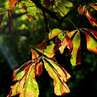 История про конский каштан... :: Николай Саржанов