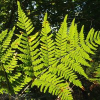 Лесные узоры сентября... :: Андрей Заломленков