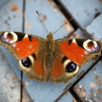 Перезимовать пустите? :: Андрей Заломленков