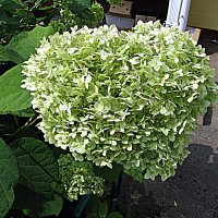 Цветы. :: Владимир Драгунский Цветы. :: Владимир Драгунский