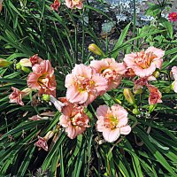 Цветы. :: Владимир Драгунский