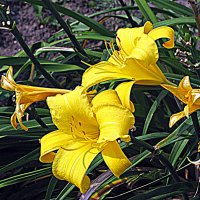 Цветы. :: Владимир Драгунский Цветы. :: Владимир Драгунский