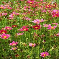 Москва. Август в Аптекарском огороде. :: Наташа *****