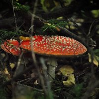 Спрятались в лесочке :: Анастасия Логинова