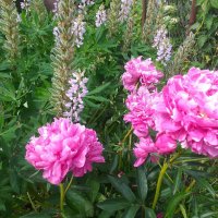 оттенки розового... :: Галина Флора