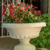 Ваза :: Игорь Сикорский