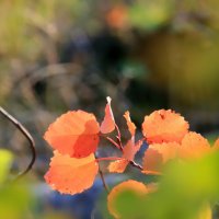 Фрагменты осени :: Галина Ильясова Фрагменты осени :: Галина Ильясова