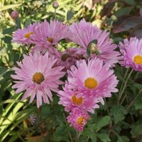 Хризантемы :: Елена Семигина Хризантемы :: Елена Семигина