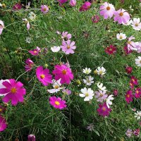 Космея :: Рита Симонова