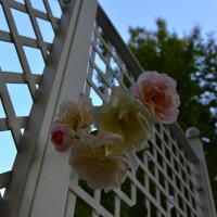 Последние розы. :: Наталья Вязигина Последние розы. :: Наталья Вязигина