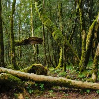 Самшитовая роща :: Сергей Алексеевич Митянин