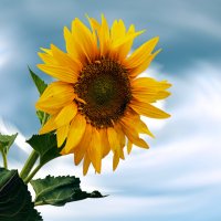 Подсолнух. :: Анатолий Уткин