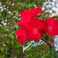 Красота у дома :: Светлана 