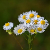 Ромашечки (мелколепестник) :: Светлана 