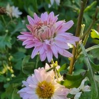 Хризантемы :: Наталья 