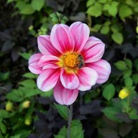 Георгина и пчела :: Mikhail Irtyshskiy Георгина и пчела :: Mikhail Irtyshskiy