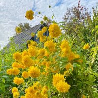 Дачные цветы :: Алевтина Дачные цветы :: Алевтина