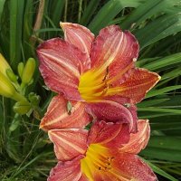 Лилейники :: Freddy 97