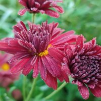 Утренняя роса :: Валентина Богатко 