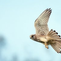 Пустельга. :: Владимир Безбородов