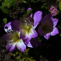 Хозяева :: kolyeretka 