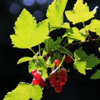 Смородинка :) :: Татьян@ Ивановна Смородинка :) :: Татьян@ Ивановна