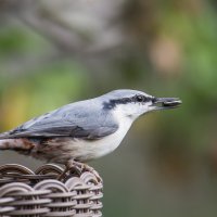 Поползень. :: Sergey (Apg) Поползень. :: Sergey (Apg)