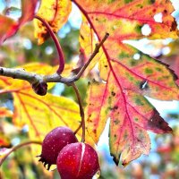 Осеннее :: Наталья 