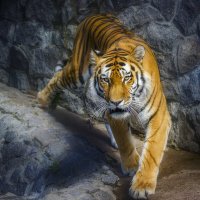 Шархан :: Андрей Финогенов