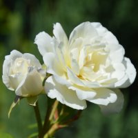 Две красотки.... :: Надежда Куркина Две красотки.... :: Надежда Куркина