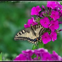 Махаон. :: Руслан 