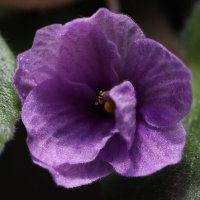 Скромница ... :: Наталья Лунева Скромница ... :: Наталья Лунева