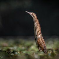 Поднять перископ! :: Александр К.