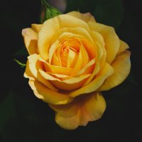 Роза :: Civetta ***