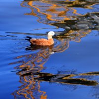 огарь :: Михаил Бибичков