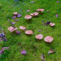 Маслята :: Владимир Кириченко  wlad113