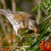 дрозд рябинник :: gawrilа - dan дрозд рябинник :: gawrilа - dan