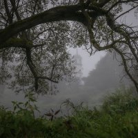 **** :: Елизавета .