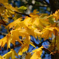 17 сентября :: краснов юрий 17 сентября :: краснов юрий