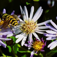 Мотивы осени :: Владимир Манкер Мотивы осени :: Владимир Манкер