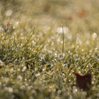 В сиянии рос осенних. :: Анатолий Щербак