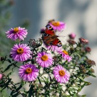 Цветы и бабочка :: Владимир Иванович Цветы и бабочка :: Владимир Иванович