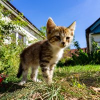 Котенок Пион. :: Владимир Иванович