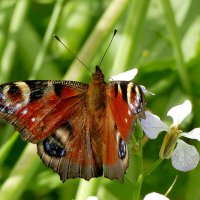 вчерашние павлиньи глаза 1 :: Александр Прокудин